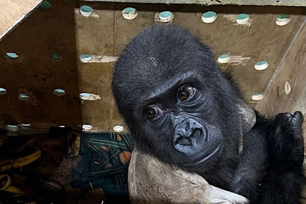 Lest We Forget- The Endangered Species Conservation and Protection Bill Was Passed