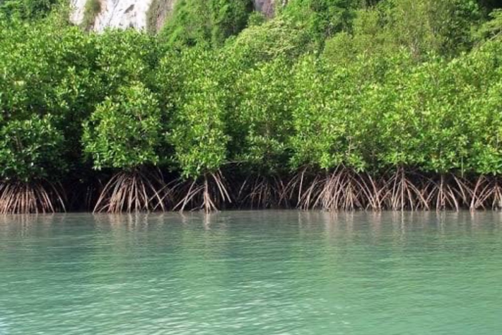 Nigeria’s Mangrove Ecosystems: Lifeline of the Niger Delta and Coastal Communities