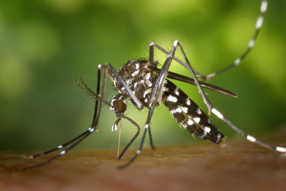 Chinese Scientists Create Vaccine Injecting Mosquitoes