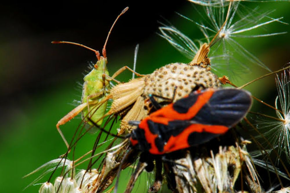 Insects Apocalypse or Ignorable Hysteria?
