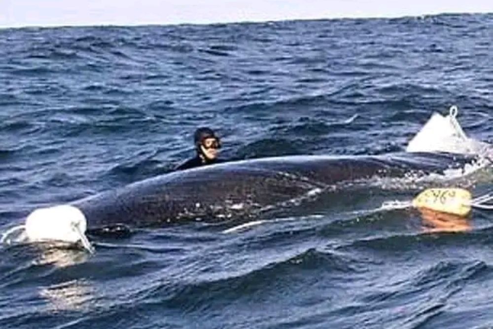 Fishermen Save Entangled Humpback Whale
