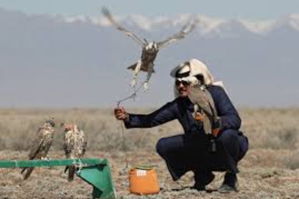 34 Endangered Saker Falcons Released Into Kazakh’s Wild