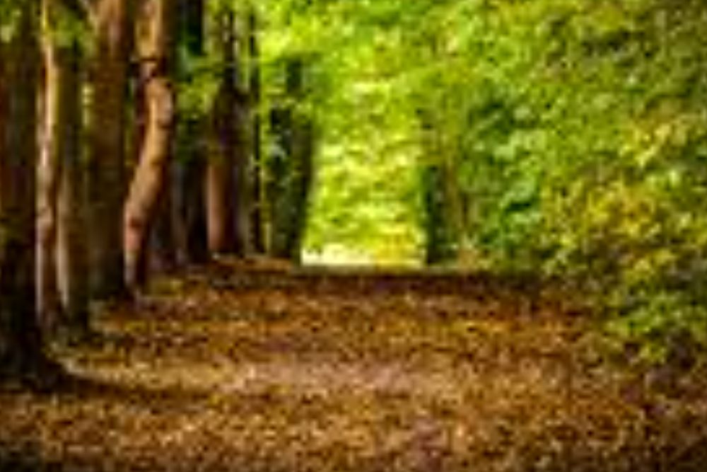 Global celebration of the International day of forest