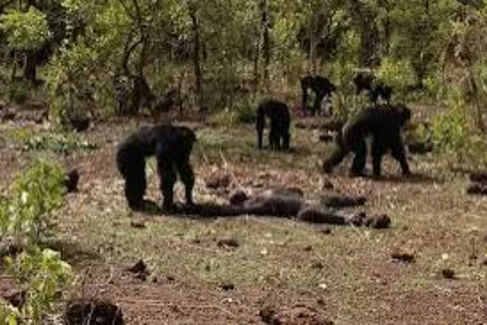 Over 200 Ugandan Chimpanzees In Ongoing Lethal Civil War