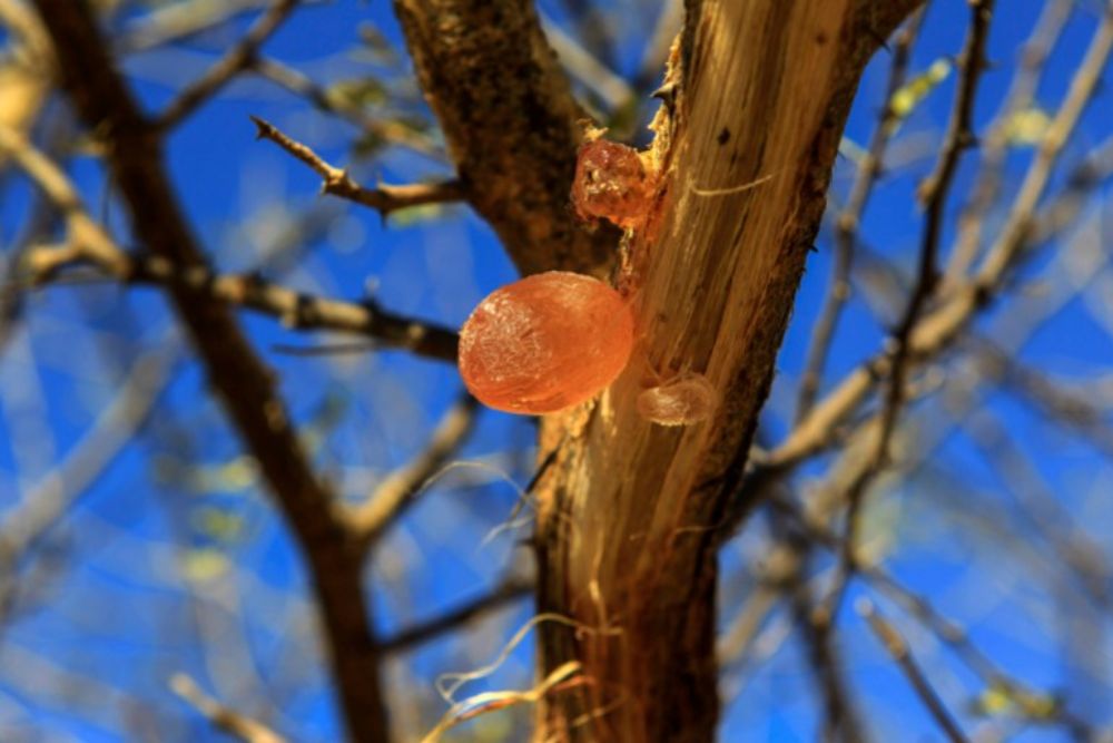 Gum Arabic Is Fueling The War In Sudan