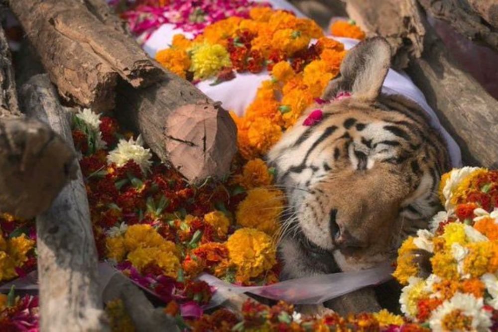 The Grand Passage Rite Of Tigress Collarwali