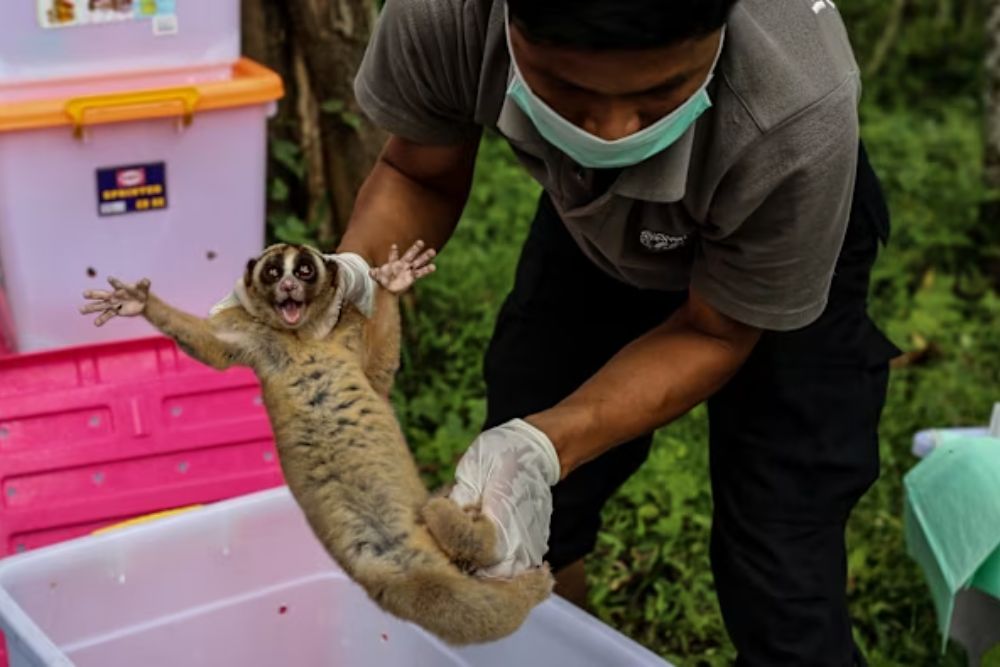 Wildlife Trade Driving Global Disease Outbreaks