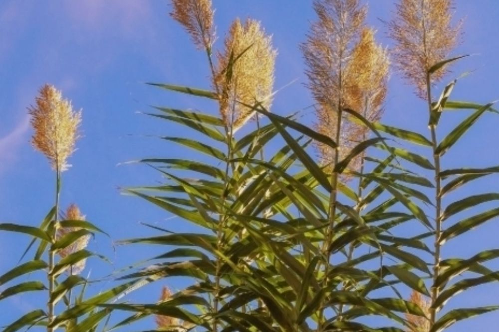 Invasive Plant Helps Mosquitoes Grow Faster And Live Longer
