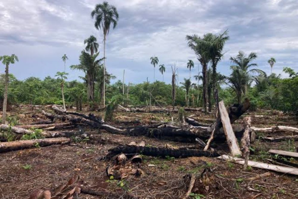 Religious Sect Cutting Down Critical Forest Trees