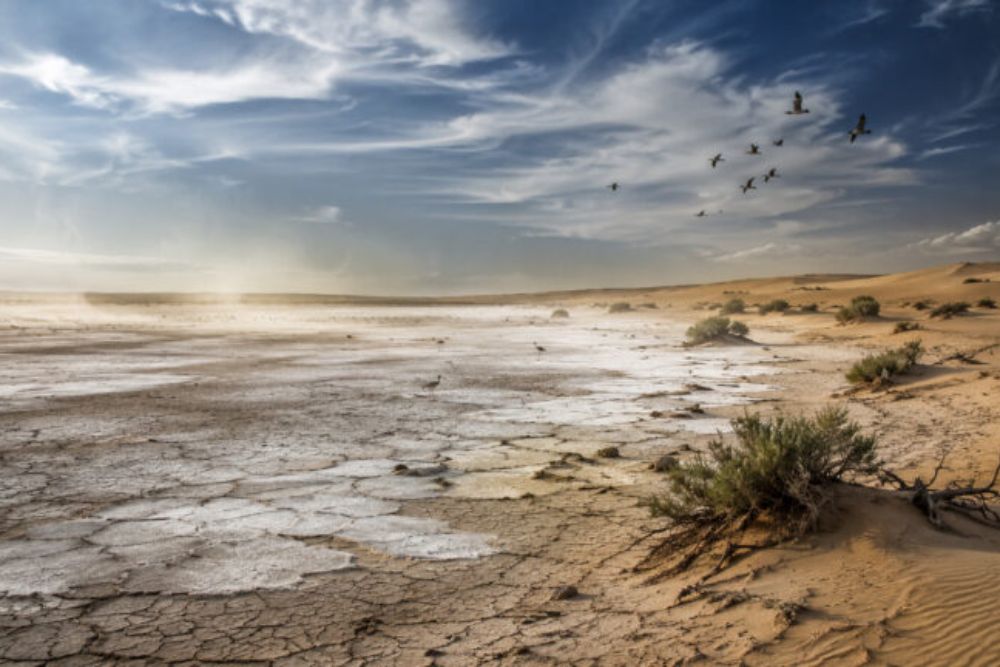 The Sea dried, Turned into a desert, Now Harbors 91 Bird Species